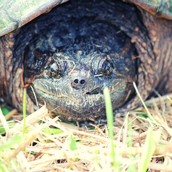 natureturtle